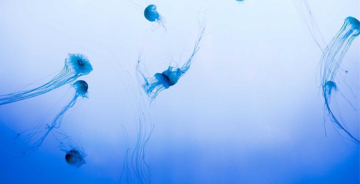 Construction Excavator Shock Absorber